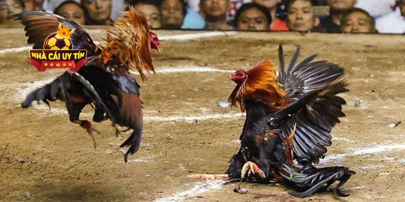 Có nhiều loại hình đá gà hấp dẫn khác nhau